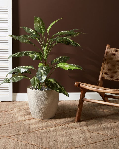 Zimmer mit Dieffenbachia in einem Topf und einem Holzstuhl auf einem Teppich.