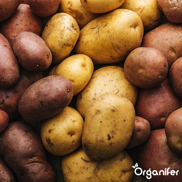 Gartensitzgruppe mit ausziehbarem Holztisch und sechs Korbsesseln mit Kissen