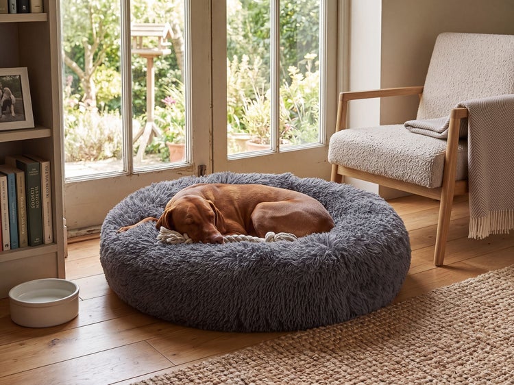 Ein kurzhaariger Hund schläft in einem runden, flauschigen Hundebett im Wohnzimmer vor einer Terrassentür.