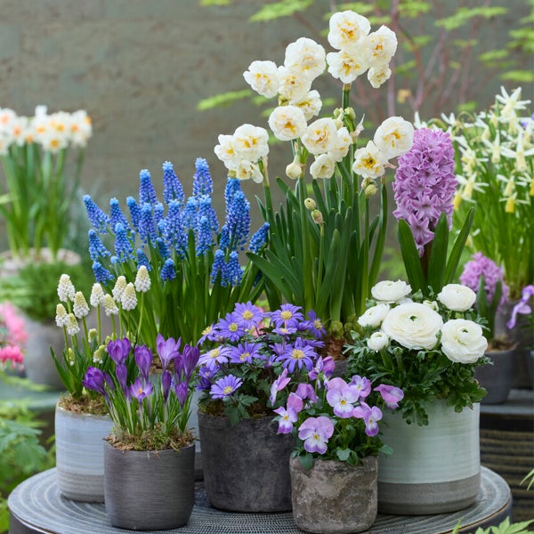 Bloomique - Mischung aus 100 - 6 Monate alten Blumen - Farbmischung - Mischung aus 7 Sorten - Blumenzwiebeln - Frühlingsblüte - Mehrjährige Pflanzen - Wächst von 5 bis 90 cm