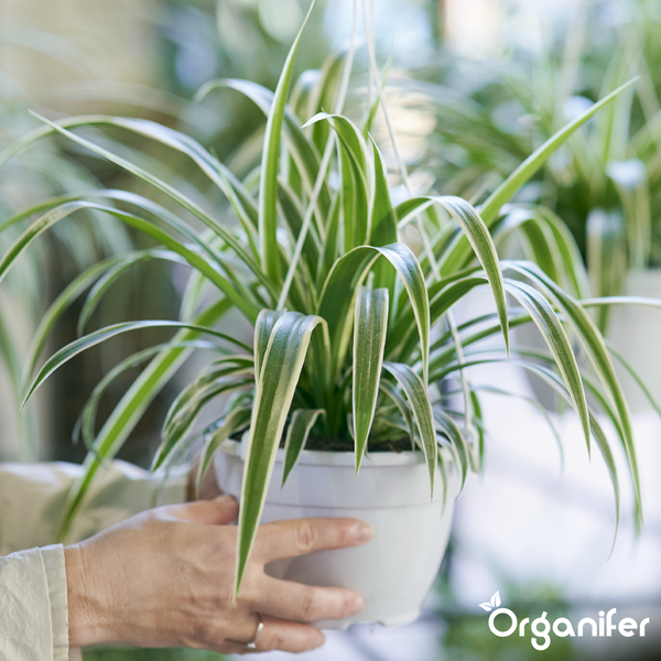 Grünlilie (Chlorophytum) in einem weißen Topf, gehalten von zwei Händen. Organifer Logo.
