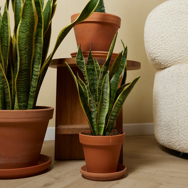 Bloomique - Sansevieria Laurentii - Bogenhanf - Sukkulenten - Zimmerpflanzen - Sehr Pflegeleicht - Höhe 30-40 cm - Topf 12 cm