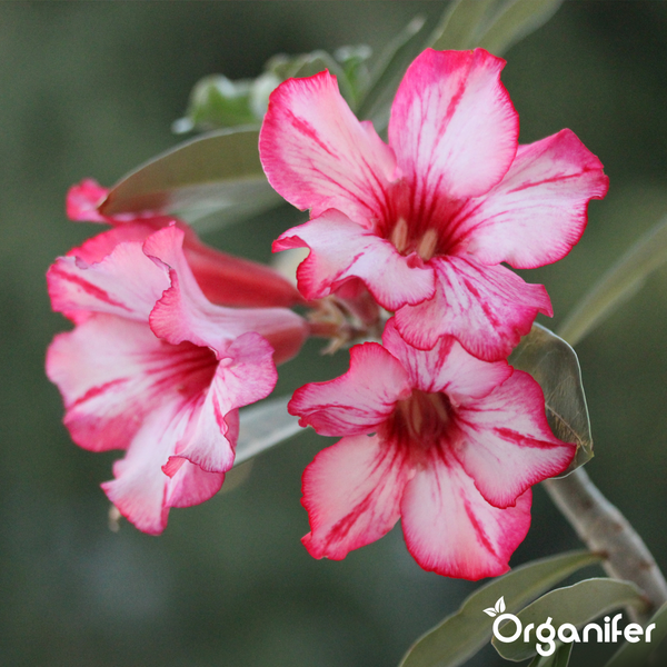 Nahaufnahme einer Wüstenrose mit rosa-weißen Blüten und grünen Blättern. Organifer Logo.
