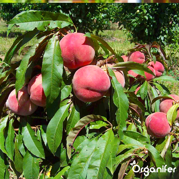 Pfirsichbaum mit reifen Früchten und Blättern in einem hellen Garten. Organifer Logo.