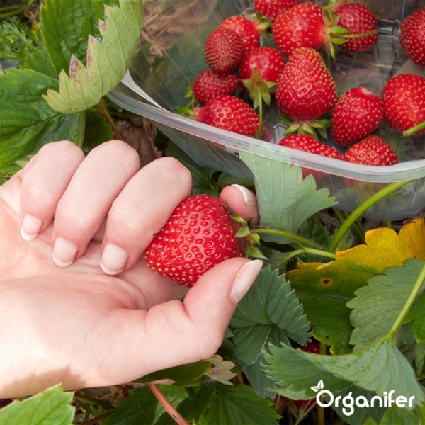 Eine Hand hält eine Erdbeere über einer Schale voller Erdbeeren im Garten.