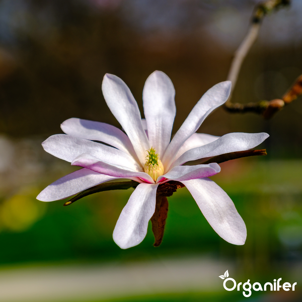 Weiße Sternmagnolie in Blüte. Organifer Logo.