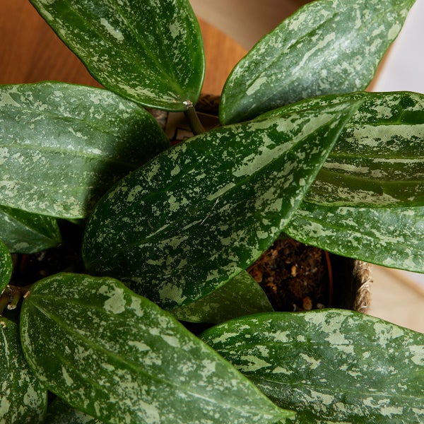 Bloomique - Hoya Rangsan - Wachsblume - Hängepflanze - Zimmerpflanzen - Pflegeleicht - 15-20 cm hoch - Topf 12 cm