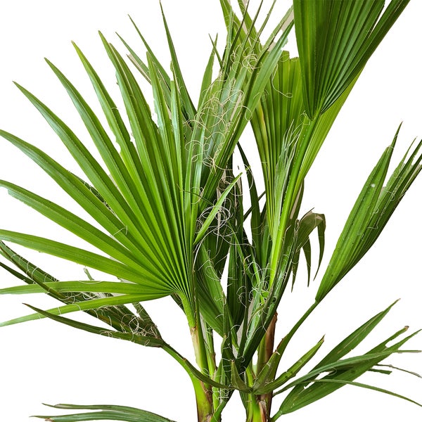 Bloomique - Mix aus 3 - Winterharte Palmen Mix - Washingtonia, Phoenix, Chamaerops - Winterharte Palme - Gartenpflanzen - 40-50 cm Hoch - Topf 14 cm