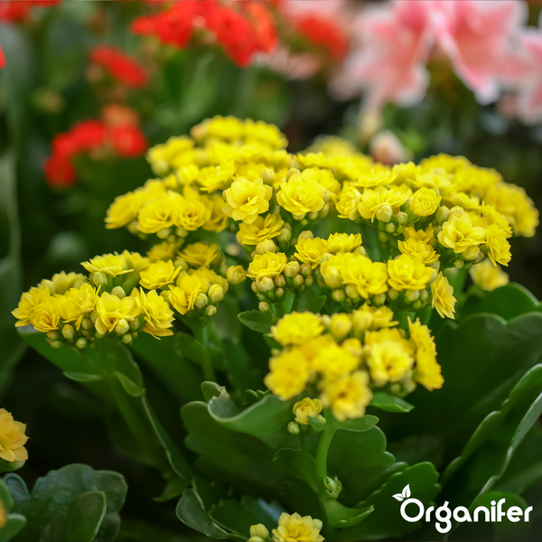 Blühende Kalanchoe Zimmerpflanze mit gelben Blüten und grünen Blättern, Organifer Logo.