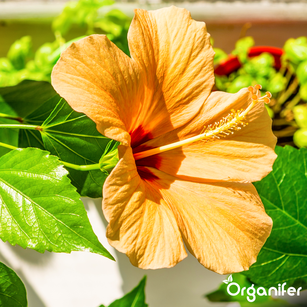 Nahaufnahme einer orangefarbenen Hibiskusblüte mit grünen Blättern und Organifer Logo.