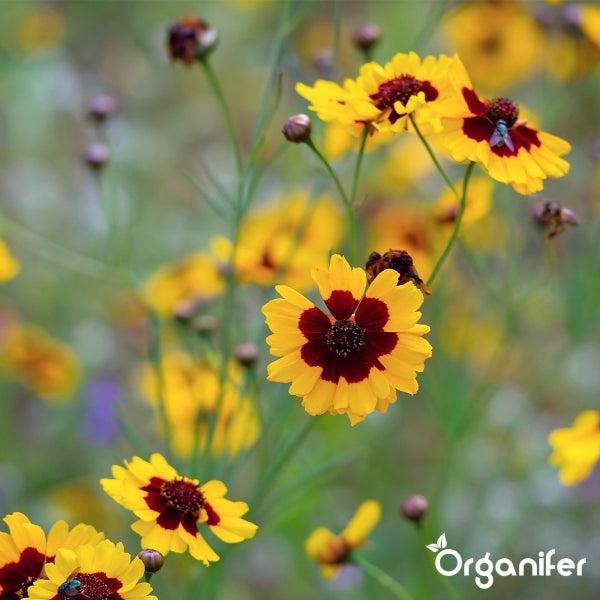 Mädchenauge Coreopsis tinctoria auf einer blühenden Wildblumenwiese mit Organifer Logo.