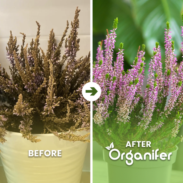 Blühende Heidekrautpflanze mit kleinen violetten Blüten und grünen Nadelblättern. Organifer Logo.