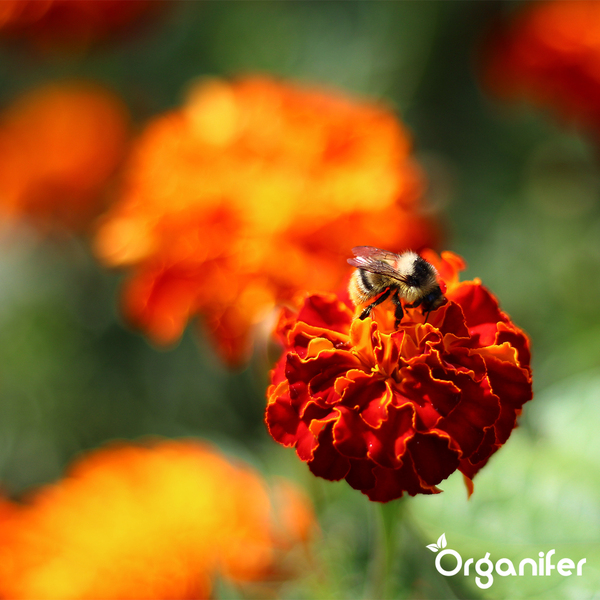 Schmetterlings- und Bienenmischung - Nektar - 40 Arten (1kg für 500 m2) - Organifer