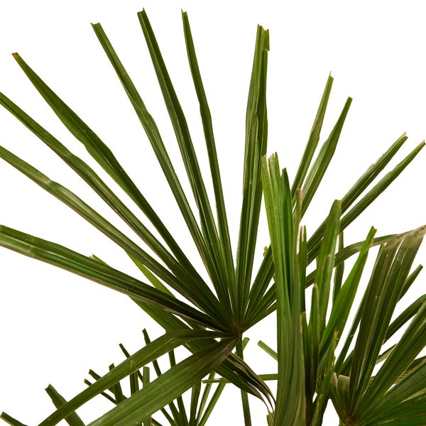 Bloomique - 2er Set - Trachycarpus Fortunei - Chinesische Hanfpalme - Palmen Winterhart Draußen - Höhe 60-70 cm - Topf 21 cm