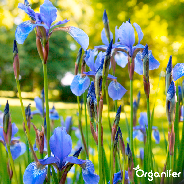 Blaue Schwertlilien im Garten mit Blüten und Knospen auf langen Stielen, Organifer Logo.