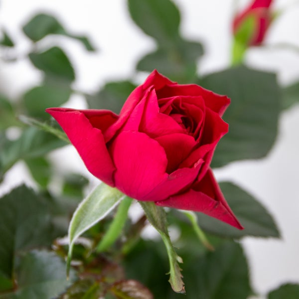 Bloomique - 3er-Set - Topfrosen Rot - Für drinnen und draußen geeignet - Zimmerpflanzen - Gartenpflanzen - Terrassenpflanzen - Winterhart - 20-30 cm Hoch - Topf 12 cm
