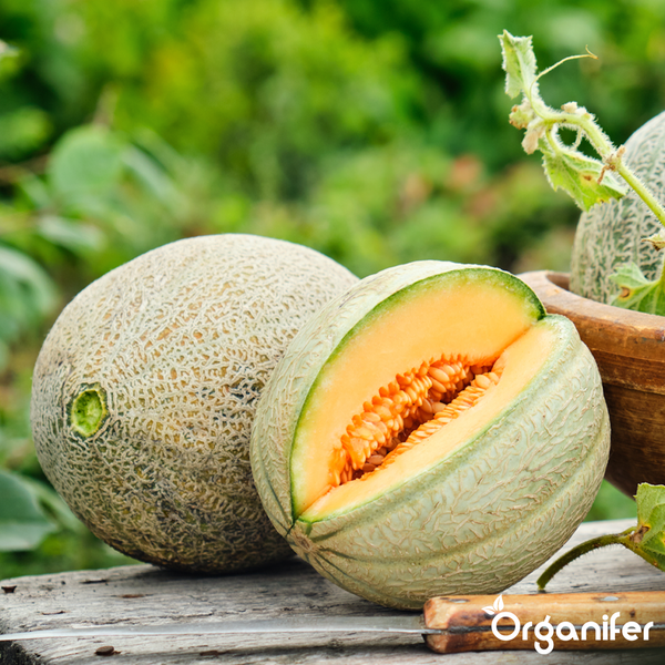 Ganze und aufgeschnittene Cantaloupe-Melone mit orangefarbenem Fruchtfleisch und Kernen auf Holz im Garten. Organifer Logo.