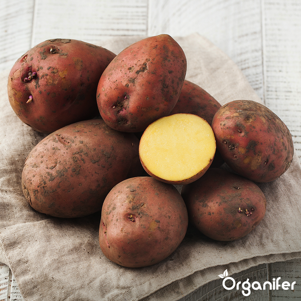 Eimer gefüllt mit ungeschälten Kartoffeln