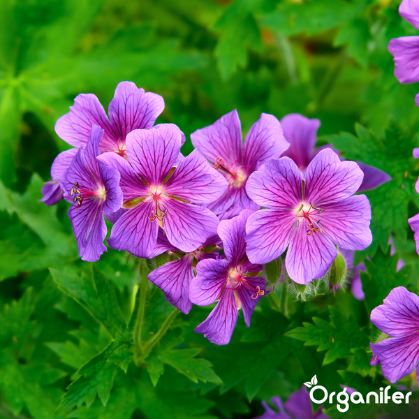 Violette Storchschnabelblüten mit grünen Blättern und Organifer Logo.