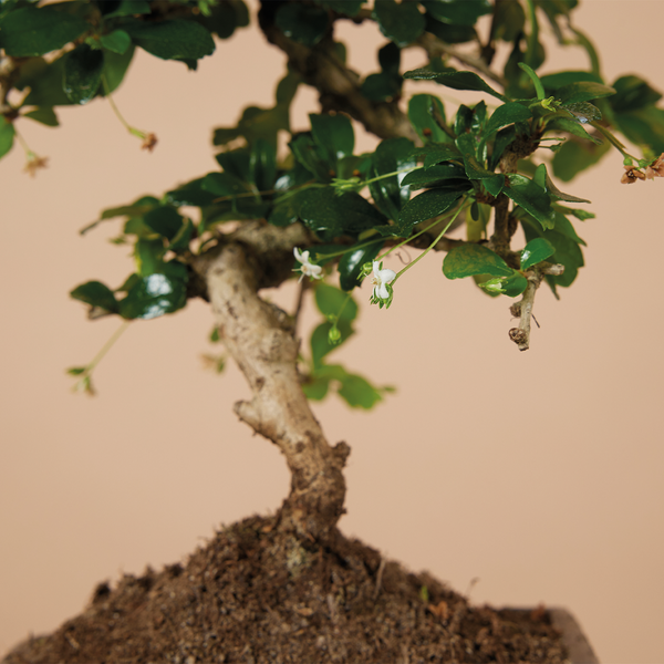 Bloomique - Bonsai Carmona - S-Form - Bonsaibaum - Zimmerpflanzen - Höhe 20-30 cm - 15 cm breit - inklusive Keramiktopf und Schale