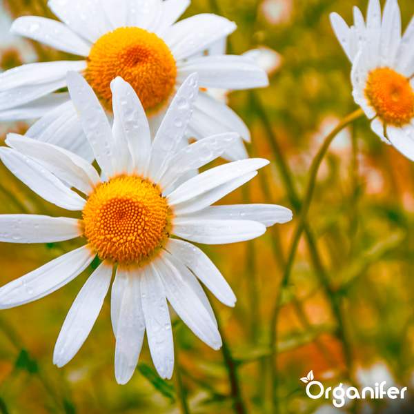 Blühende weiße Margeriten in einem sonnigen Garten. Organifer Logo.