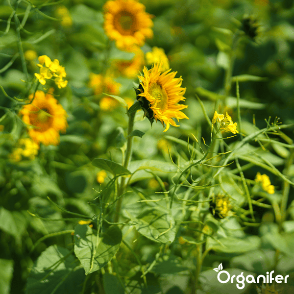 Sonnenblumen und grüne Nutzpflanzen auf einem hellen Feld, Organifer Logo.
