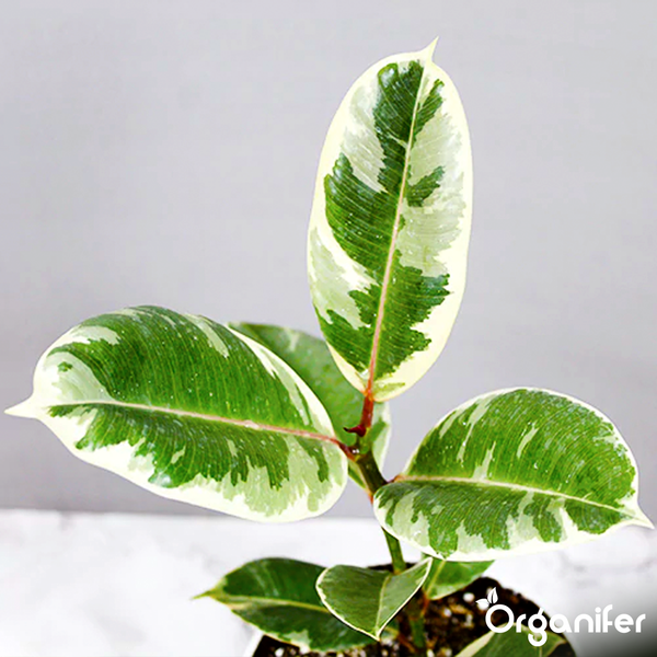 Ficus elastica Tineke Zimmerpflanze mit weiß-grün panaschierten Blättern und Organifer Logo.