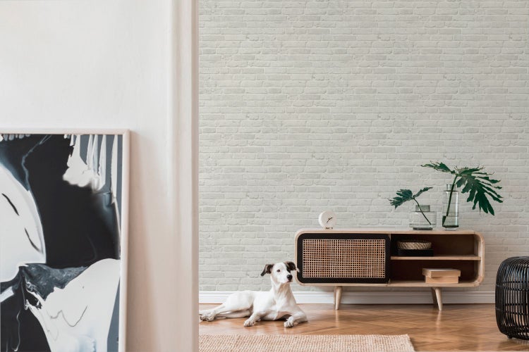 Iris-Pflanze mit violetten Blüten und grünen Blättern im Gartenbeet