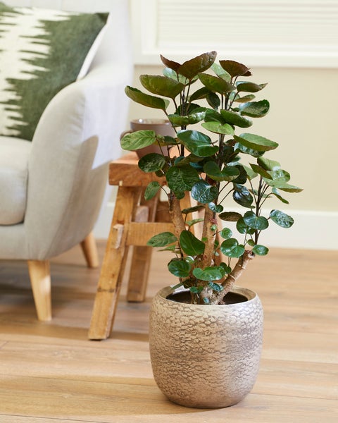 Bloomique - 2er-Set Polyscias - Fabian & Fruticosa - Aralie - Tierfreundlich - Zimmerpflanzen - 50-70 cm Hoch - Topf 17 cm