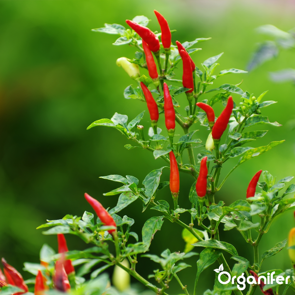 Chilipflanze mit aufrecht wachsenden roten und gelben Schoten zwischen grünen Blättern. Organifer Logo.