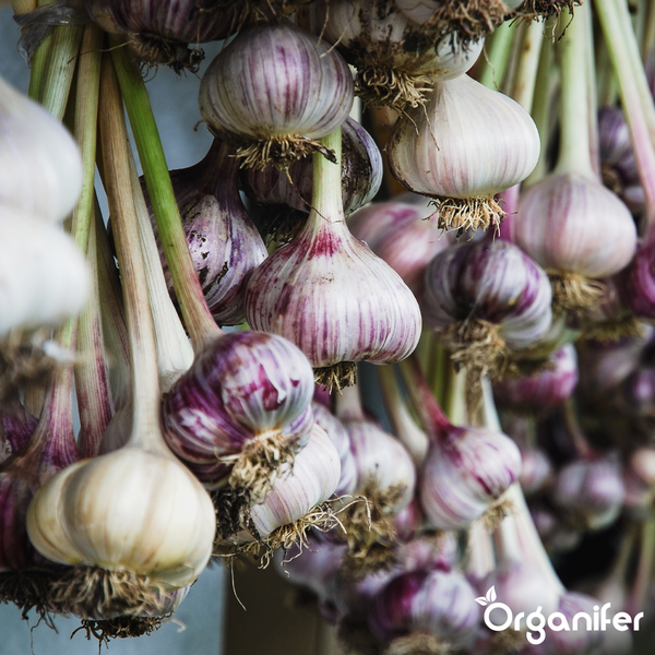 Hängende Knoblauchknollen mit violetten Streifen und Wurzeln zum Trocknen. Organifer Logo.