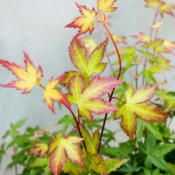 Bloomique - Acer Palmatum Little Princess - Japanischer Ahorn - Gartenpflanzen - Winterhart - 50-70 cm Hoch - Topf 19 cm