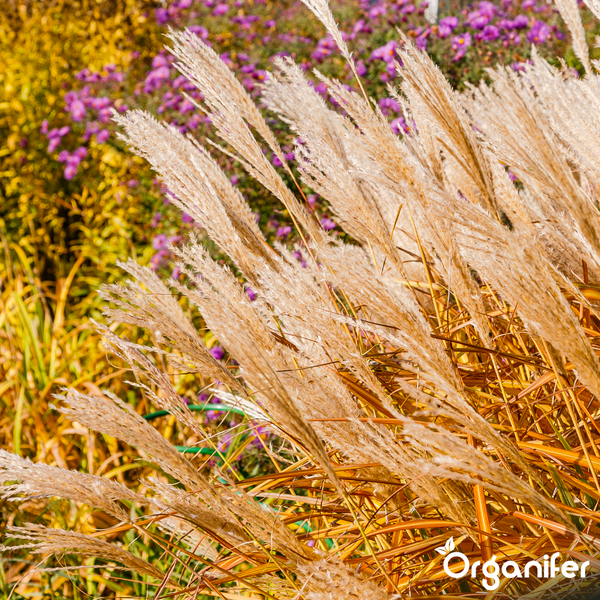 Nahaufnahme von blühendem Ziergras mit federartigen Ähren in einem herbstlich bepflanzten Garten, Organifer Logo.