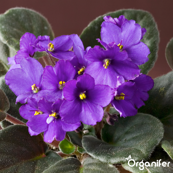 Usambaraveilchen mit violetten Blüten und behaarten grünen Blättern. Organifer Logo.