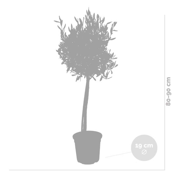 Bloomique - 2er-Set - Olea Europaea - Olivenbaum auf Stamm - Gartenpflanzen - Winterhart - Inklusive Pflanzennahrung - 80-100 cm Hoch - Topf 19 cm