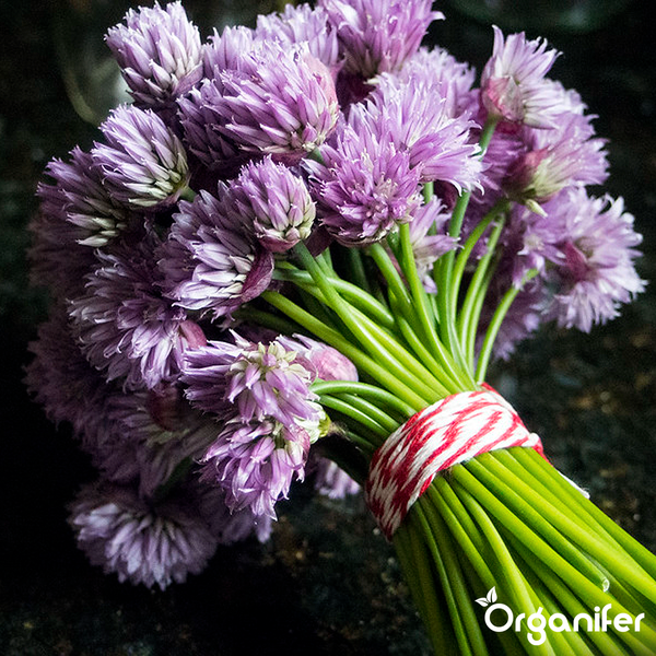 Frischer Schnittlauch mit violetten Blüten und grünen Stielen. Organifer Logo.