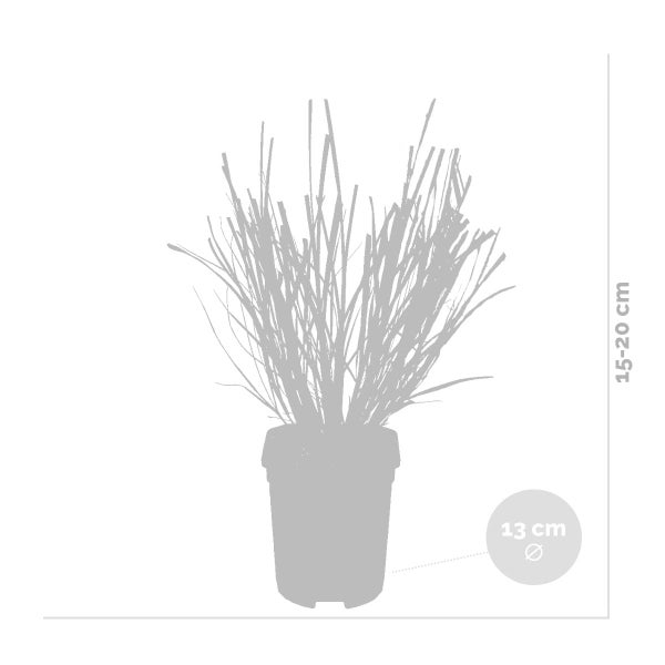Bloomique - 2er-Set - Pennisetum Hameln - Lampenputzergras - Ziergras - Gartenpflanzen - Winterhart - Höhe 20-30 cm - Topf 13 cm