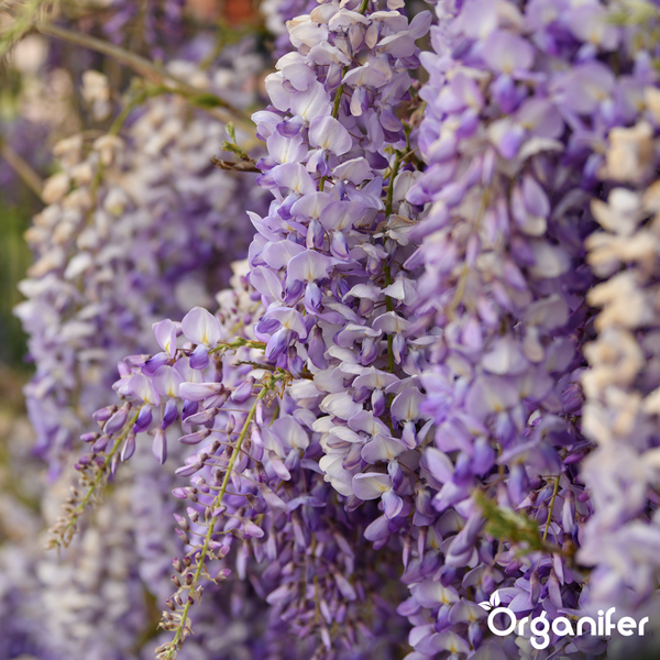 Violette Blauregen Blüten in voller Blüte mit Organifer Logo.