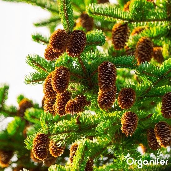 Nahaufnahme eines Nadelbaums mit Zapfen.