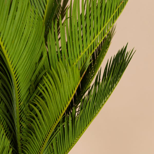 Bloomique - Cycas Revoluta - Palmfarn - Sagopalme - Palme - Sehr Pflegeleicht - Höhe 60-70 cm - Topf 17 cm