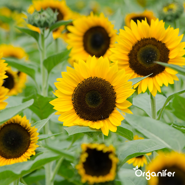 Sonnenblumen-Saatgutpaket - 10 Arten - Organifer