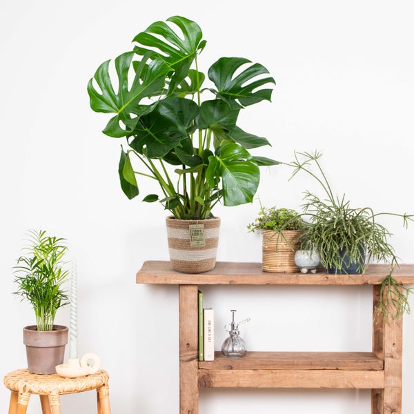 Bloomique - Monstera Deliciosa - Fensterblatt - Zimmerpflanzen - Pflegeleicht - Luftreinigend - Höhe 70-80 cm - Mit Jute Korb 21 cm