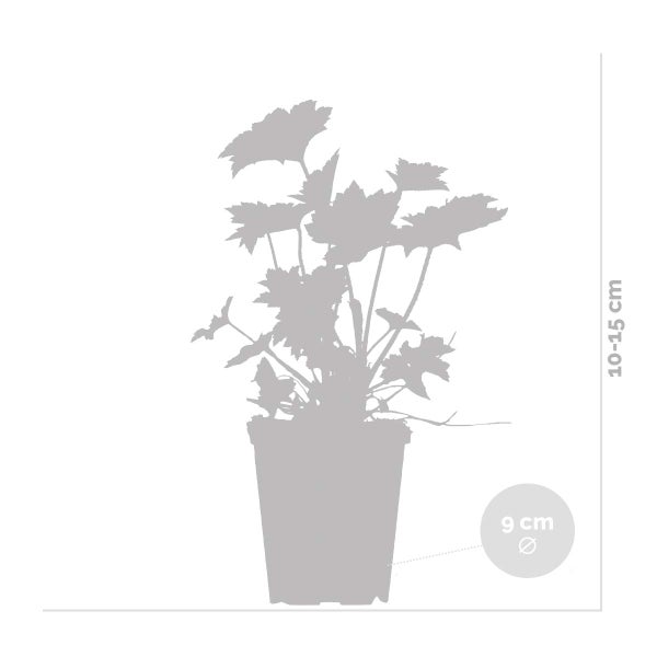 Heuchera micrantha 'Palace Purple' - Glockenblume - Staude - Winterherz – ⌀9 cm - ↕10-15 cm