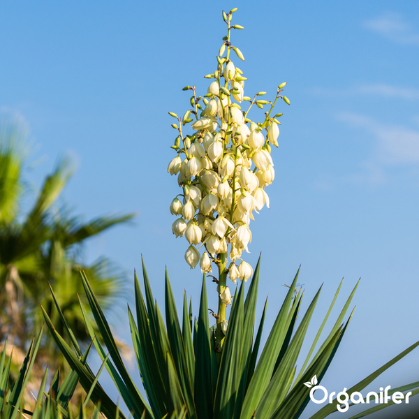 Blühende Yucca mit glockenförmigen Blüten und spitzen Blättern. Organifer Logo.