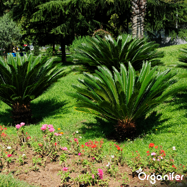 Sagopalmfarne (Cycas revoluta) in einem sonnigen Garten mit Blumenbeet und Rasenfläche. Organifer Logo.