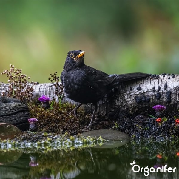 Vogelfutter für Gartenvögel – Hochenergie, Kein Abfall, Keine Keimung (10 kg) - Organifer