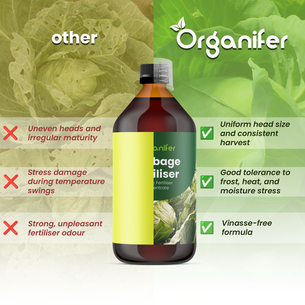 Organifer Logo und Flasche Kohldünger Konzentrat. Vergleich zeigt Vorteile wie gleichmäßiges Wachstum, Stresstoleranz und vinassefreie Formel.
