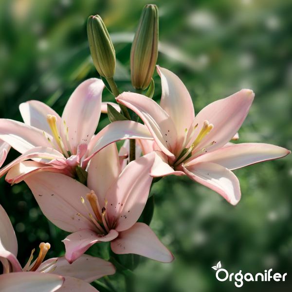 Blühende Lilien und Knospen an einem Stiel im Garten, Organifer Logo.