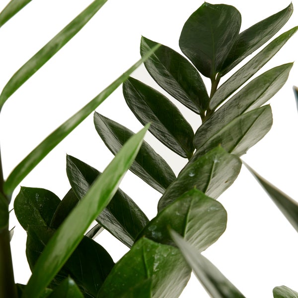 Bloomique - Zamioculcas Zamiifolia - Glücksfeder - Zimmerpflanzen Groß - Sehr Pflegeleicht - Luftreinigend - Höhe 80-90 cm - Topf 21 cm