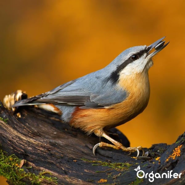 Vogelfutter für Gartenvögel – Hochenergie, Kein Abfall, Keine Keimung (10 kg) - Organifer
